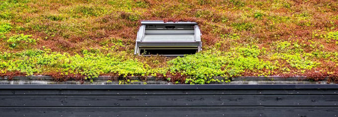 A green roof with a skylight